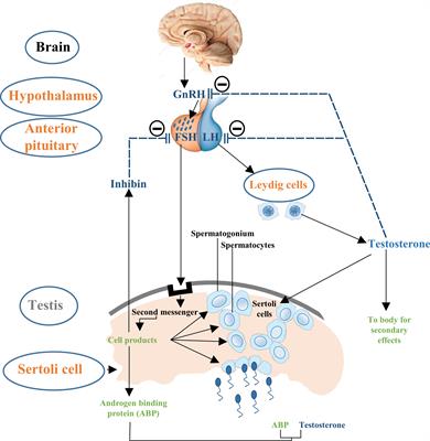 The Molecular Mechanism of Sex Hormones on Sertoli Cell Development and Proliferation